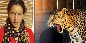 image: Leopard attack on a woman in the forest of Someshwar