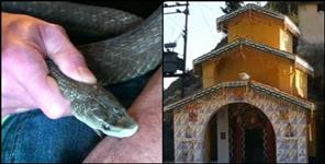 image: Nag devta temple in sureu village