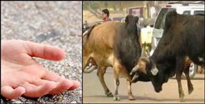 image: Two bulls fight in Rishikesh innocent child dies