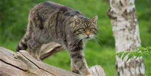 image: Forest Department gets wild cat in Pithoragarh