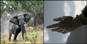 image: Elephant killed an elderly person in Nainital