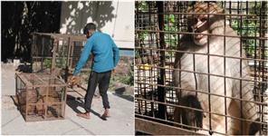 image: Monkey terror in Government Medical College Srinagar Garhwal