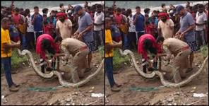 image: Pyton rescue in rishikesh