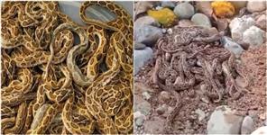 image: Most Dangerous Snake of Asia Found in Uttarakhand