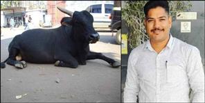 image: Bike bull collision in Haldwani 1 death