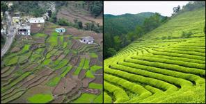 image: Tea gardens will be built in Gairsain