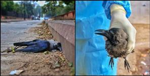 image: Dehradun bird flu news