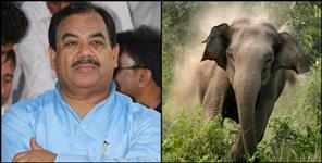 image: harak singh rawat elephant face to face
