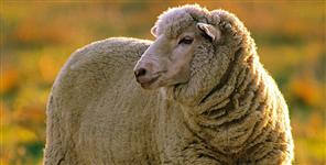 image: 240 merino sheep arrives Uttarakhand from australia