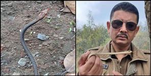 image: Brojback tree snake found in dehradun
