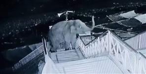 image: Elephant climbs 50 steps of Garjiya Temple