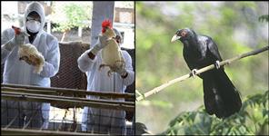 image: Risk of bird flu in Uttarakhand