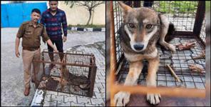 image: Wolf caught in jolly grant airport