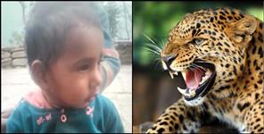 image: Leopards attack on one and a half year old girl in Rudraprayag