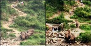 image: Elephants ran after youths in Kotdwar