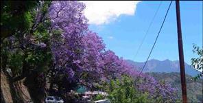 image: Blue Gulmohar flowers blossomed in Gopeshwar Pipalkoti