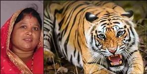 image: man eater tiger attack on woman in salt almora