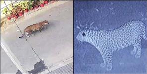 image: Leopard in Srinagar Medical College campus