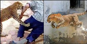 image: leopard attack couple in Pauri Garhwal