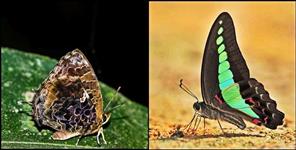image: The Most Beautiful Butterfly Aberrant Bush Blue found in Uttarakhand