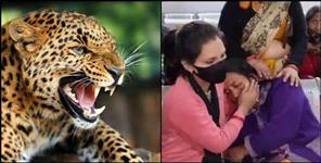 image: Leopard attack on 5 year old girl in Dangad village of Jyolikot