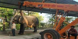 image: laxmi elephant in ramnagar nainital