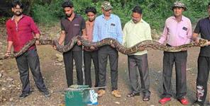 18-Foot Python Rescued in Ramnagar