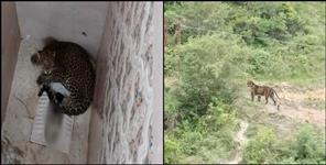 image: Video of Leopard in Srinagar Garhwal