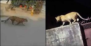 image: Leopard seen in bageshwar