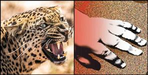 image: Girl child killed in leopard attack chamoli narayanbagar