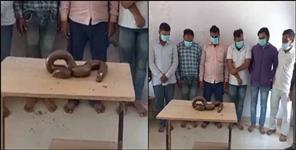 image: 6 smugglers arrested with two-faced snake in Uttarakhand Roorkee