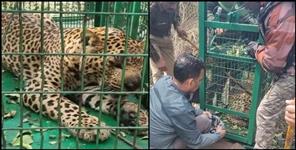 image: Guldar who killed two innocent people imprisoned in cage