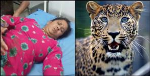 image: Leopard attack on Savitri in Chaubattakhal