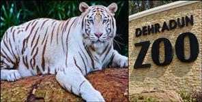 White Tiger Tejas Arrives in Dehradun Zoo