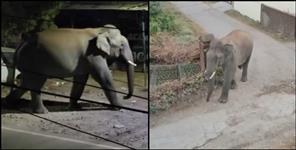 image: Dehradun Rajpur Road Shiv Mandir Elephant Video