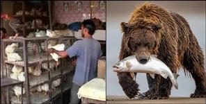 image: Bear In Mutton Chicken Shop in Pauri Garhwal