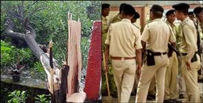 image: Chandan taskar cut trees in haldwani alok panday house