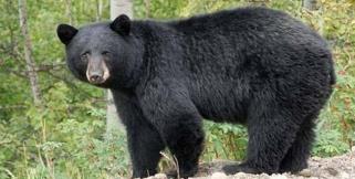 image: bear attack on army officer in uttarakhand