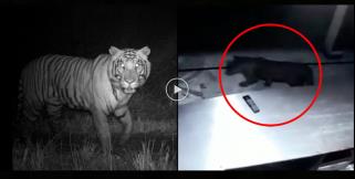 image: tiger in cctv footage of srinagar garhwal