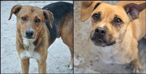 image: Neeraj Chauhan shoots street dog in Haridwar