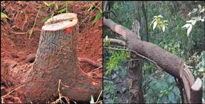 image: Smuggling of sandalwood trees in Uttarakhand Rajaji Tiger Reserve