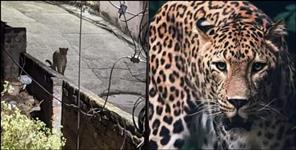 image: Forest Department Issued Order To Kill The Leopard