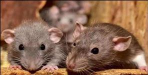 image: rats gnawed dead body of Village Development Officer in Pauri Garhwal