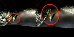 image: Leopard cubs seen in Srinagar Garhwal
