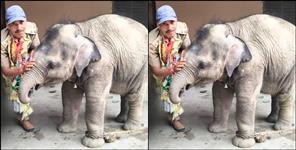 Forest Officer Emotional Farewell to Baby Elephant Malini