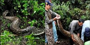 15-Foot Python Rescued After Swallowing Dog in Nainital