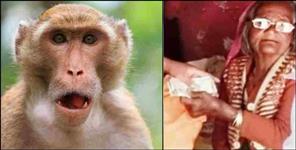 image: Monkey snatches purse of elderly woman in Uttarakhand