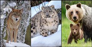image: Snow Leopard and Red Fox in Gangotri National Park