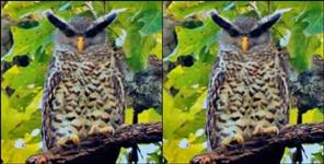 image: Special owl found in uttarakhand
