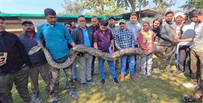 image: Giant python rescued in Uttarakhand